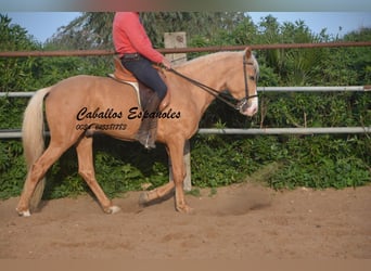 Andalou, Étalon, 4 Ans, 158 cm, Palomino