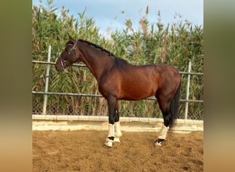 Andalou, Étalon, 4 Ans, 160 cm, Bai cerise