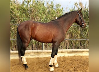 Andalou, Étalon, 4 Ans, 160 cm, Bai cerise