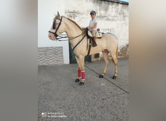 Andalou, Étalon, 4 Ans, 160 cm, Cremello