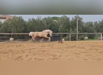 Andalou, Étalon, 4 Ans, 161 cm, Palomino