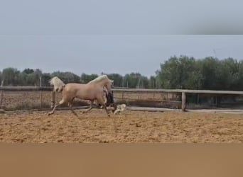 Andalou, Étalon, 4 Ans, 161 cm, Palomino