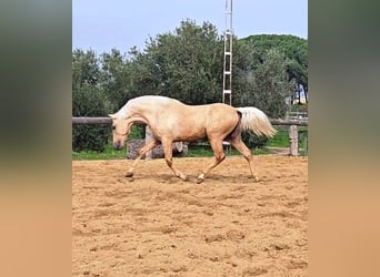 Andalou, Étalon, 4 Ans, 161 cm, Palomino