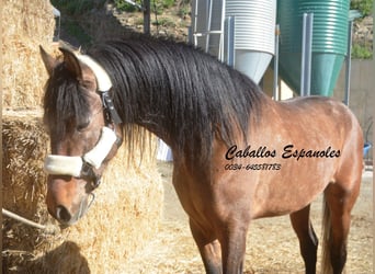 Andalou, Étalon, 4 Ans, 162 cm, Gris (bai-dun)