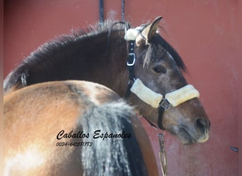 Andalou, Étalon, 4 Ans, 162 cm, Gris (bai-dun)