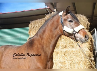 Andalou, Étalon, 4 Ans, 162 cm, Gris (bai-dun)