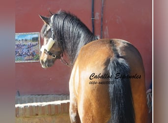 Andalou, Étalon, 4 Ans, 162 cm, Gris (bai-dun)