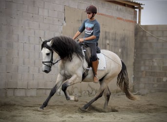 Andalou, Étalon, 4 Ans, 162 cm, Gris (bai-dun)