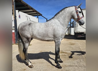 Andalou, Étalon, 4 Ans, 162 cm, Gris