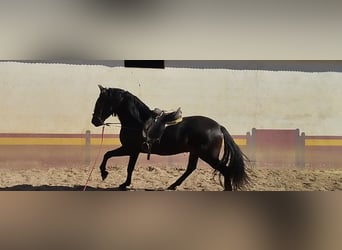 Andalou, Étalon, 4 Ans, 162 cm, Noir