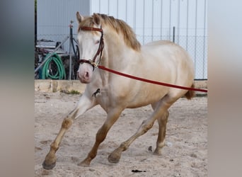 Andalou, Étalon, 4 Ans, 162 cm, Perlino