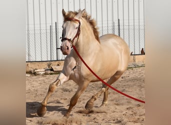 Andalou, Étalon, 4 Ans, 162 cm, Perlino