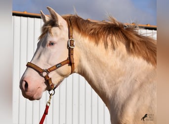 Andalou, Étalon, 4 Ans, 162 cm, Perlino