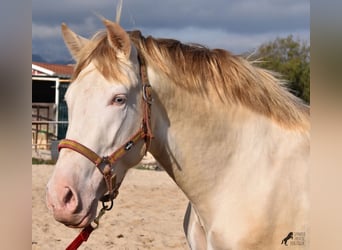 Andalou, Étalon, 4 Ans, 162 cm, Perlino