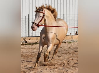 Andalou, Étalon, 4 Ans, 162 cm, Perlino