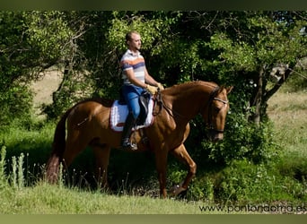 Andalou, Étalon, 4 Ans, 163 cm, Alezan cuivré