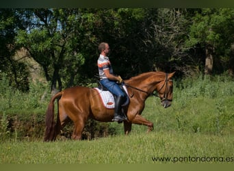 Andalou, Étalon, 4 Ans, 163 cm, Alezan cuivré