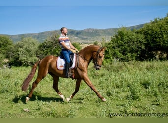 Andalou, Étalon, 4 Ans, 163 cm, Alezan cuivré