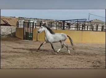 Andalou, Étalon, 4 Ans, 163 cm, Gris