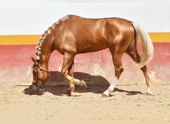 Andalou, Étalon, 4 Ans, 163 cm, Palomino