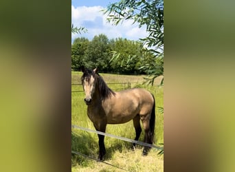 Andalou, Étalon, 4 Ans, 164 cm, Buckskin