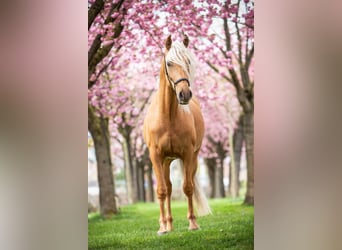 Andalou, Étalon, 4 Ans, 164 cm