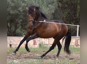 Andalou, Étalon, 4 Ans, 164 cm, Isabelle