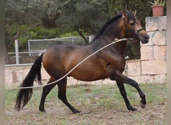 Andalou, Étalon, 4 Ans, 164 cm, Isabelle