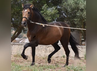 Andalou, Étalon, 4 Ans, 164 cm, Isabelle