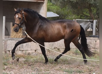 Andalou, Étalon, 4 Ans, 164 cm, Isabelle