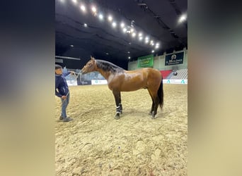 Andalou, Étalon, 4 Ans, 165 cm, Bai cerise