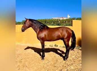 Andalou, Étalon, 4 Ans, 165 cm, Bai cerise