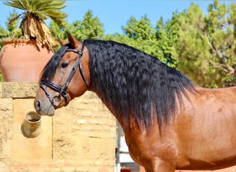 Andalou, Étalon, 4 Ans, 165 cm, Bai cerise