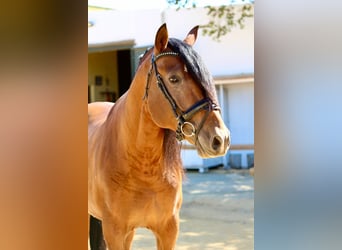 Andalou, Étalon, 4 Ans, 165 cm, Bai cerise