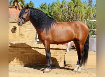 Andalou, Étalon, 4 Ans, 165 cm, Bai cerise