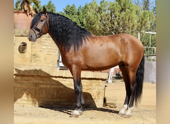 Andalou, Étalon, 4 Ans, 165 cm, Bai