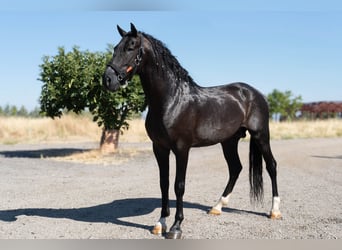 Andalou, Étalon, 4 Ans, 165 cm, Noir