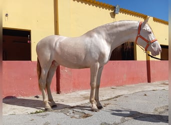 Andalou, Étalon, 4 Ans, 167 cm, Perlino