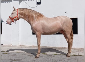 Andalou, Étalon, 4 Ans, 167 cm, Perlino