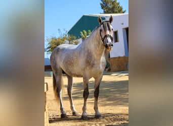 Andalou, Étalon, 4 Ans, 168 cm, Gris