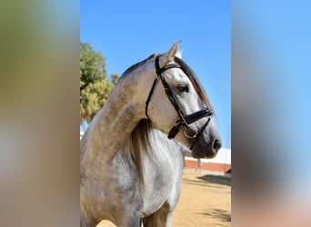 Andalou, Étalon, 4 Ans, 168 cm, Gris