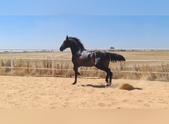 Andalou, Étalon, 4 Ans, 168 cm, Noir