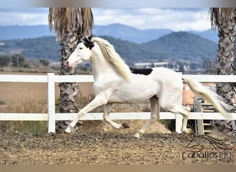 Andalou, Étalon, 4 Ans, 168 cm, Pinto