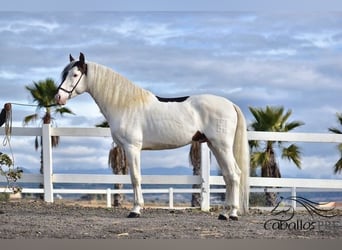 Andalou, Étalon, 4 Ans, 168 cm, Pinto