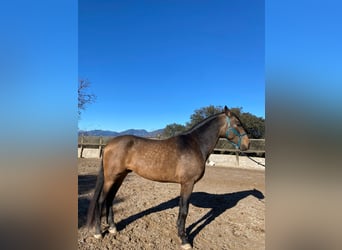 Andalou, Étalon, 4 Ans, 170 cm, Isabelle