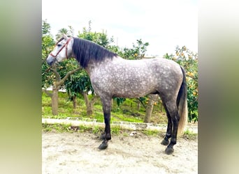 Andalou, Étalon, 4 Ans, Gris