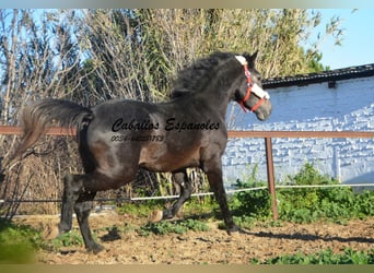 Andalou, Étalon, 4 Ans, Gris noir