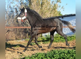 Andalou, Étalon, 4 Ans, Gris noir