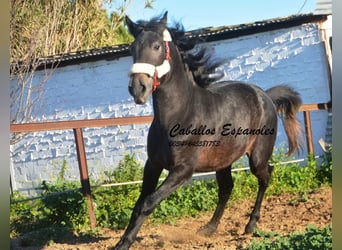 Andalou, Étalon, 4 Ans, Gris noir