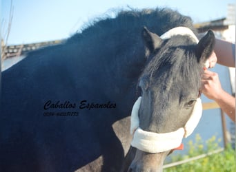 Andalou, Étalon, 4 Ans, Gris noir